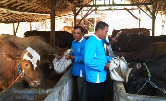 Anggota Poktan, Syarat Utama Peserta Asuransi Ternak Sapi